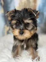 Leo Russian 🩸, a male Yorkshire Terrier for sale in Tampa, FL – Photo 1 of 4