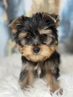 Leo Russian 🩸, a male Yorkshire Terrier for sale in Tampa, FL – Photo 3 of 4