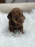 Mia, a female Miniature Dachshund for sale in Tampa, FL – 4 of 4