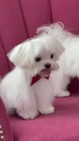 Jack Akc , a male Maltese for sale in Tampa, FL – 5 of 6