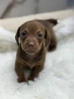 Mia, a female Miniature Dachshund for sale in Tampa, FL – 2 of 4