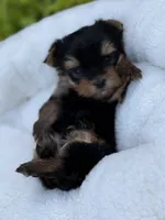 Rex tea cup Russian 🩸 , a male Yorkshire Terrier for sale in Tampa, FL – Photo 3 of 9