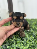 Rex, a  Yorkshire Terrier for sale in Tampa, FL – Photo 3 of 4