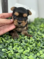 Rex, a  Yorkshire Terrier for sale in Tampa, FL – Photo 1 of 4