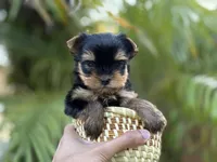 Rex tea cup Russian 🩸 , a male Yorkshire Terrier for sale in Tampa, FL – Photo 1 of 9