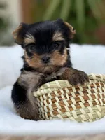 Rex tea cup Russian 🩸 , a male Yorkshire Terrier for sale in Tampa, FL – Photo 2 of 9