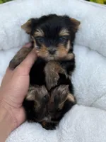 Rex tea cup Russian 🩸 , a male Yorkshire Terrier for sale in Tampa, FL – Photo 4 of 9