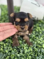 Rex, a  Yorkshire Terrier for sale in Tampa, FL – Photo 2 of 4