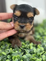 Rex, a  Yorkshire Terrier for sale in Tampa, FL – Photo 4 of 4