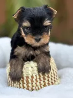 Rex tea cup Russian 🩸 , a male Yorkshire Terrier for sale in Tampa, FL – Photo 9 of 9