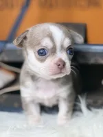 Estela , a female Chihuahua for sale in Tampa, FL – 3 of 5