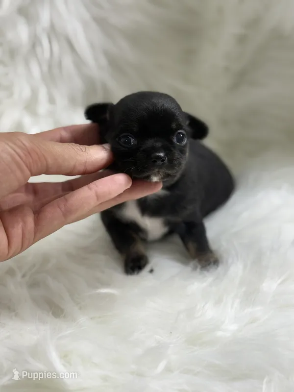 Mini  – Chihuahua puppy for sale in Tampa, FL