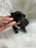 Mini , a female Chihuahua for sale in Tampa, FL – 1 of 5