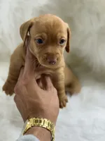 Luca , a male Miniature Dachshund for sale in Tampa, FL – 2 of 4
