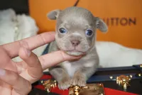 Bean , a male Chihuahua for sale in Tampa, FL – 2 of 5