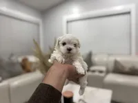 processed/0cb891cc-93c8-40c8-b434-f5565be0c6ec/listing/9fc3feca-cd84-459a-900f-151d1ebf0581/0e2b58c0-9edc-446e-b450-331e7f389b56