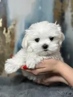 Rocky 🩸Korean Akc , a male Maltese for sale in Tampa, FL – Photo 2 of 8