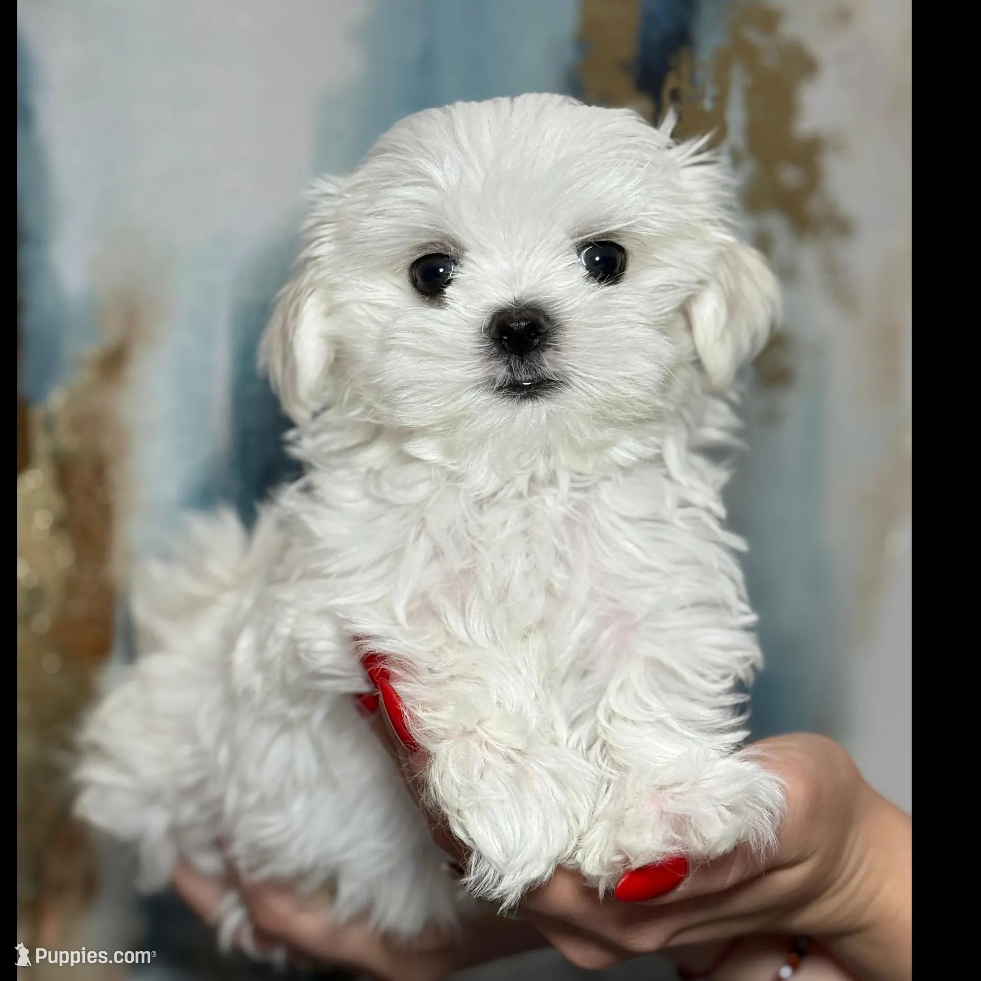 Rocky 🩸Korean Akc 