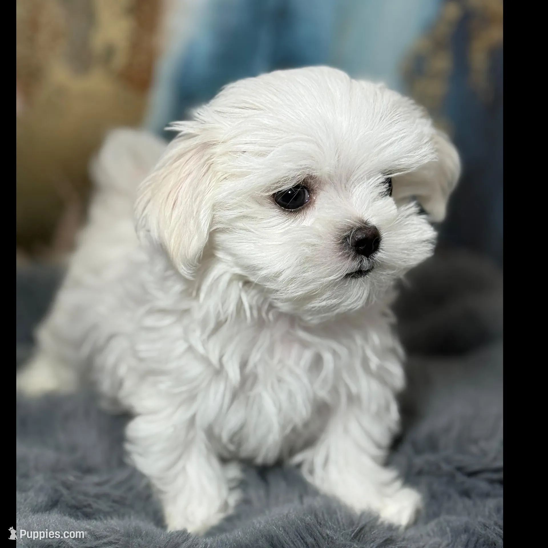 Rocky 🩸Korean Akc , a male Maltese for sale in Tampa, FL – Photo 3 of 8