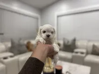 processed/0cb891cc-93c8-40c8-b434-f5565be0c6ec/listing/9fc3feca-cd84-459a-900f-151d1ebf0581/f63a6074-957e-472d-b4c2-d85f2e2f2075