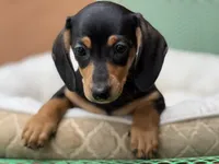 Ariel, a female Miniature Dachshund for sale in Tampa, FL – 1 of 4