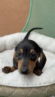 Ariel, a female Miniature Dachshund for sale in Tampa, FL – 3 of 4