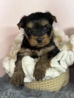 Leo , a male Yorkshire Terrier for sale in Tampa, FL – Photo 2 of 7