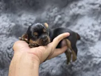Leo , a male Yorkshire Terrier for sale in Tampa, FL – Photo 2 of 3