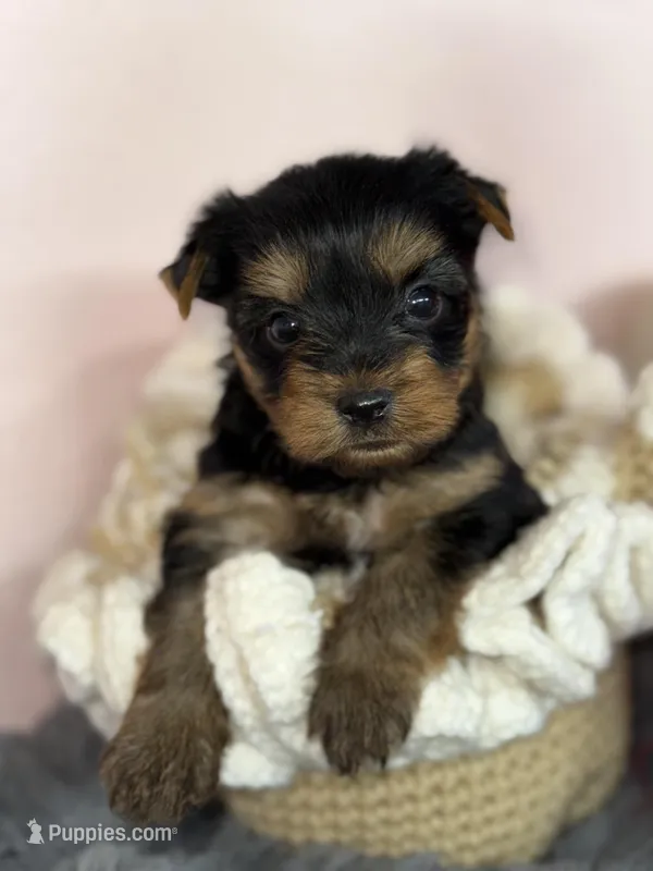 Leo  – Yorkshire Terrier puppy for sale in Tampa, FL