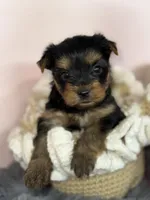 Leo , a male Yorkshire Terrier for sale in Tampa, FL – Photo 1 of 7