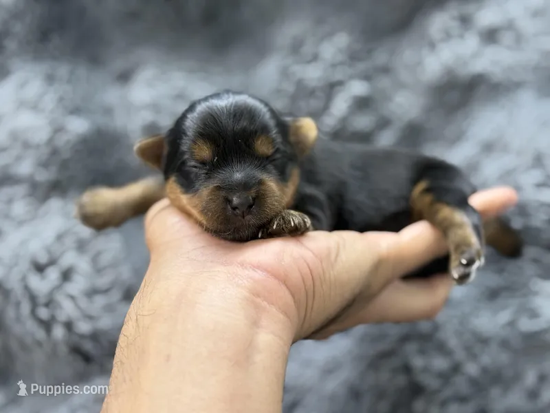 Leo  – Yorkshire Terrier puppy for sale in Tampa, FL