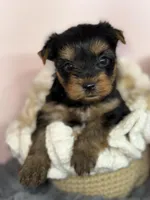 Leo , a male Yorkshire Terrier for sale in Tampa, FL – Photo 3 of 7