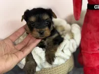 Leo , a male Yorkshire Terrier for sale in Tampa, FL – Photo 4 of 7