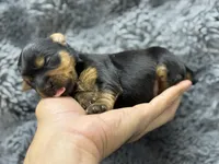 Leo , a male Yorkshire Terrier for sale in Tampa, FL – Photo 3 of 3