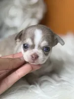 Estela , a female Chihuahua for sale in Tampa, FL – 4 of 5