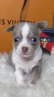 Leo , a male Chihuahua for sale in Tampa, FL – 1 of 8