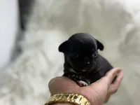Mini , a female Chihuahua for sale in Tampa, FL – 3 of 5