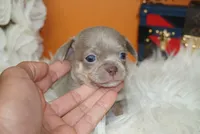 Bean , a male Chihuahua for sale in Tampa, FL – 4 of 5