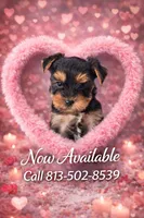Luca Russian 🩸, a male Yorkshire Terrier for sale in Tampa, FL – Photo 4 of 8