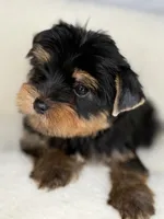 Luca Russian 🩸, a male Yorkshire Terrier for sale in Tampa, FL – Photo 2 of 8