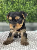Luca Russian 🩸, a male Yorkshire Terrier for sale in Tampa, FL – Photo 7 of 8