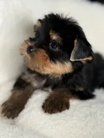 Luca Russian 🩸, a male Yorkshire Terrier for sale in Tampa, FL – Photo 3 of 8