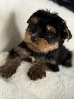 Luca Russian 🩸, a male Yorkshire Terrier for sale in Tampa, FL – Photo 1 of 8