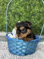 Luca Russian 🩸, a male Yorkshire Terrier for sale in Tampa, FL – Photo 8 of 8
