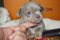 Bean , a male Chihuahua for sale in Tampa, FL – 3 of 5