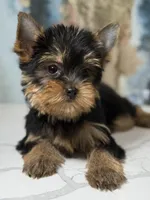 Remy  Russian 🩸, a male Yorkshire Terrier for sale in Tampa, FL – Photo 1 of 3