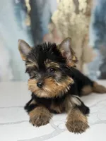 Remy  Russian 🩸, a male Yorkshire Terrier for sale in Tampa, FL – Photo 3 of 3