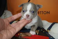 Leo , a male Chihuahua for sale in Tampa, FL – 5 of 8