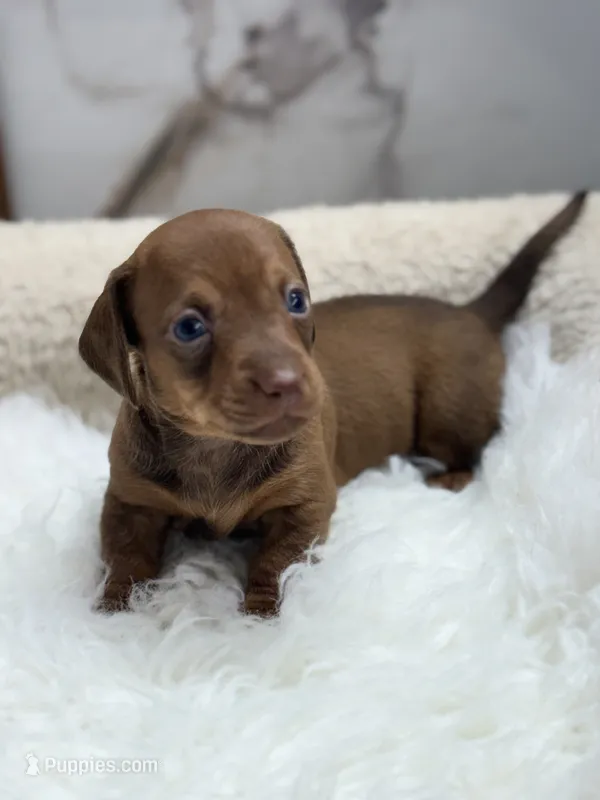 Mia – Miniature Dachshund puppy for sale in Tampa, FL