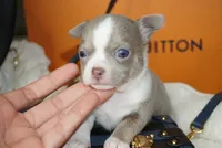 Leo , a male Chihuahua for sale in Tampa, FL – 8 of 8